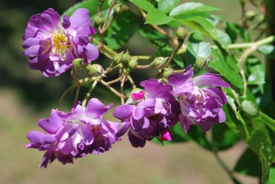 Rosa 'Veilchenblau' - růže pnoucí